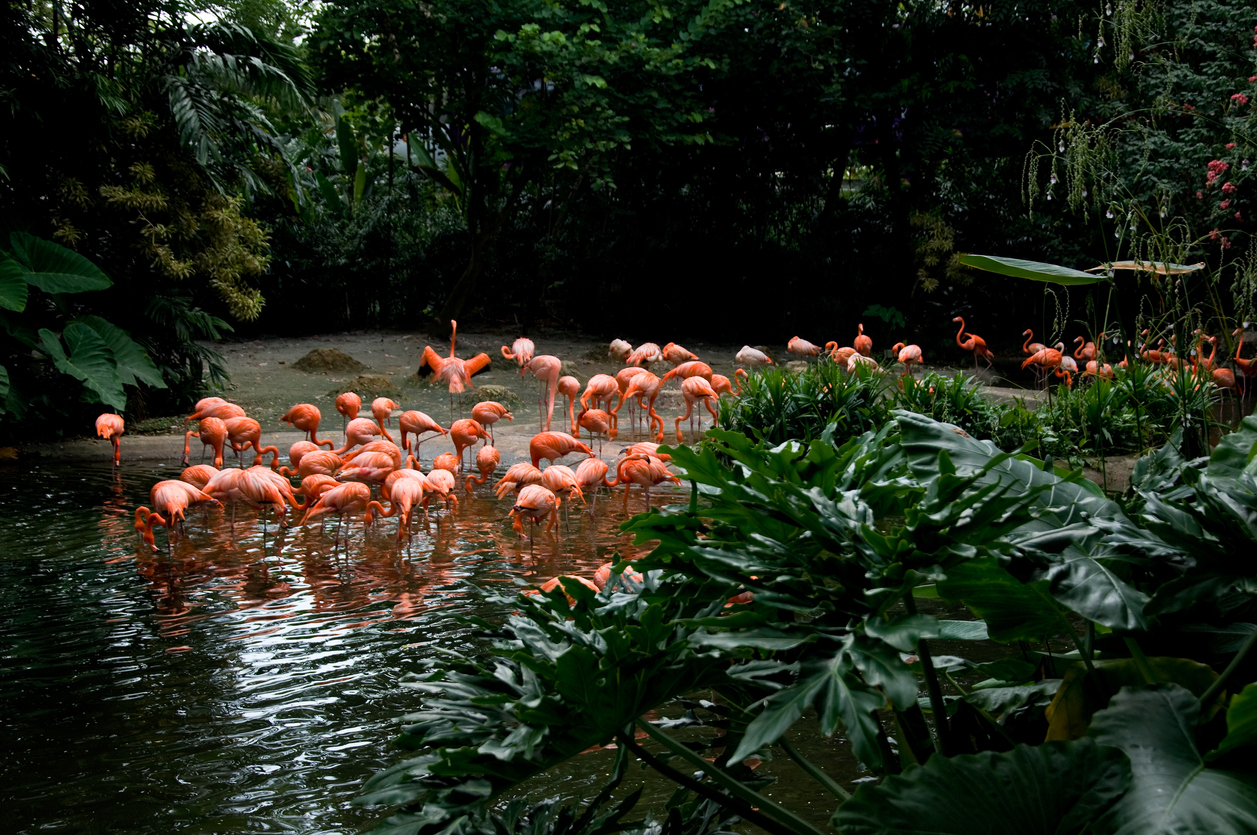 Singapore’s bird park