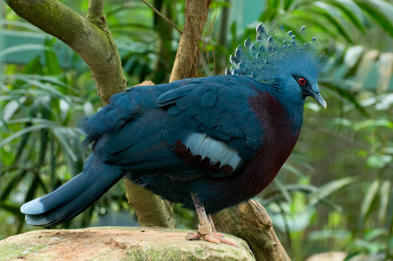 Singapore’s bird park 1