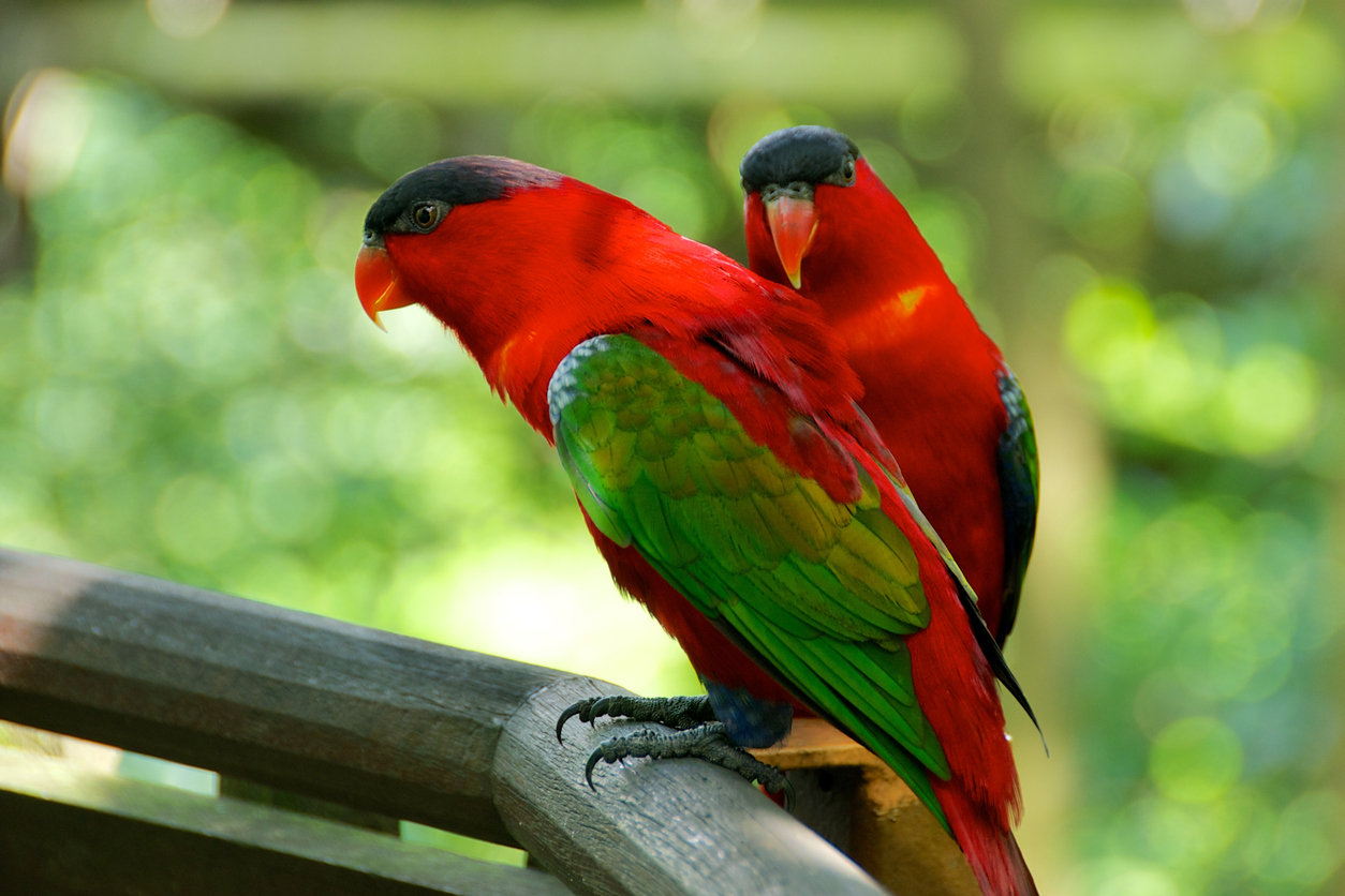 Singapore’s bird park 2
