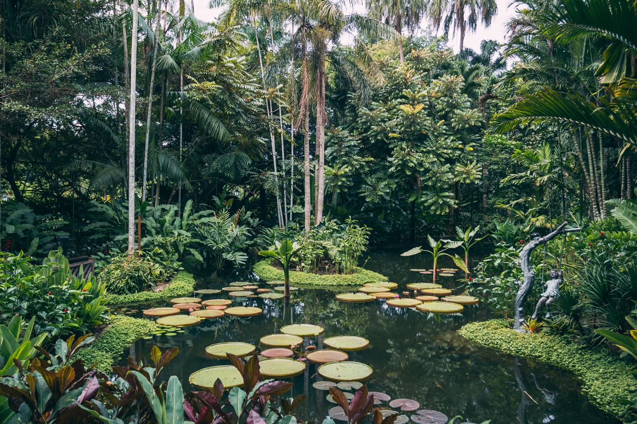 The Singapore Botanic Gardens