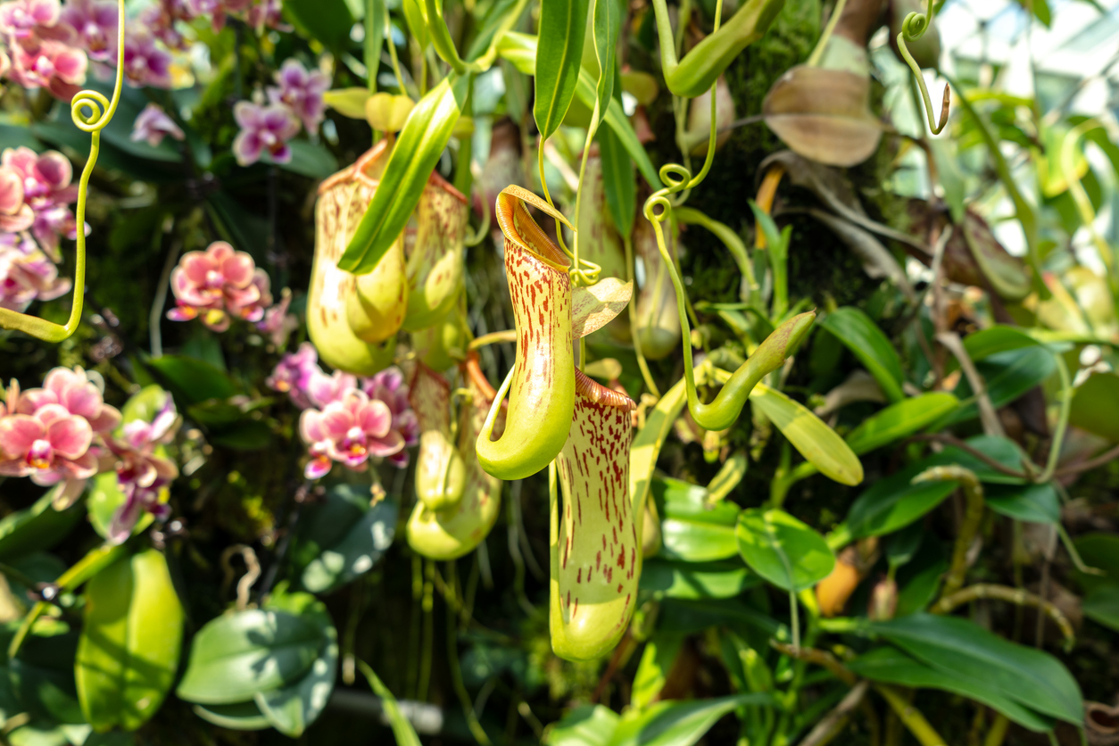 The Singapore Botanic Gardens 2